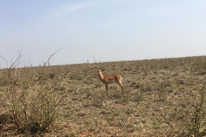 Nairobi National Park Game Drive. Free Airport Pick / Drop Off. - Special Offer and Reviews Summary