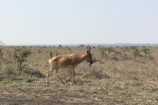Nairobi National Park Game Drive. Free Airport Pick / Drop Off. - Frequently Asked Questions