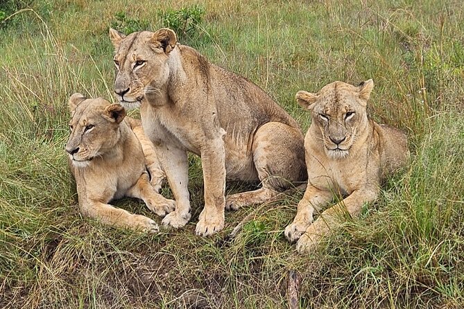 Nairobi National Park Game Drive Group Joining With Free Wifi - Itinerary