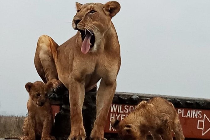 Nairobi National Park Game Drive Group Joining With Free Wifi - Reviews