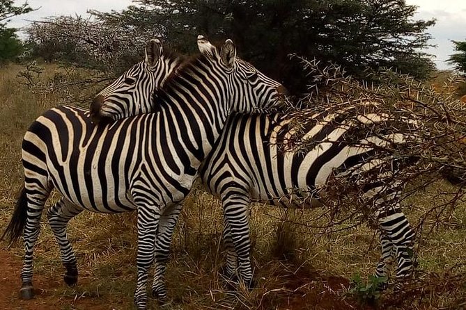 Nairobi National Park Game Drive Group Joining With Free Wifi - Directions