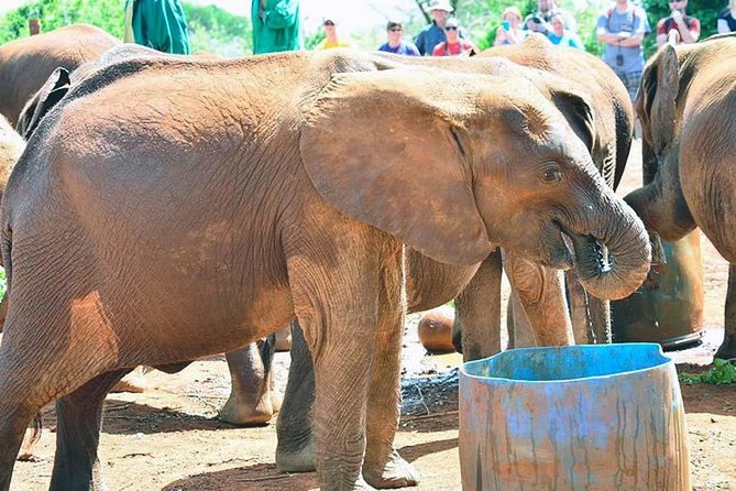 Nairobi National Park Game Drive With Free Pick up - Inclusions and Exclusions