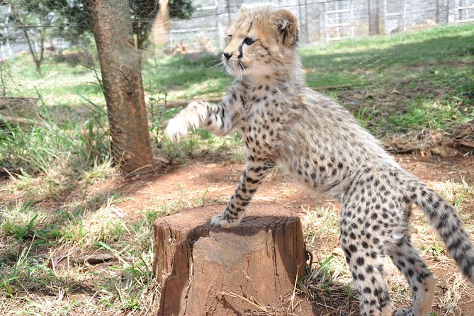 Nairobi National Park Game Drive With Free Pick up - Pickup and Timing Information