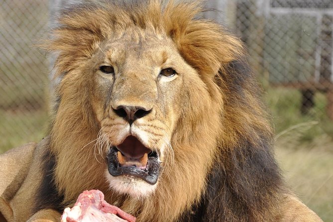 Nairobi National Park Game Drive With Free Pick up - Cancellation and Refund Policy