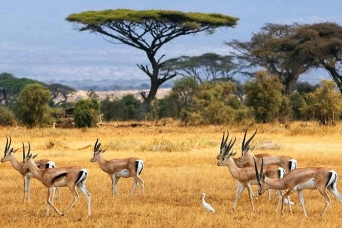 Nairobi National Park Game Drive With Free Pick up - Customer Testimonials