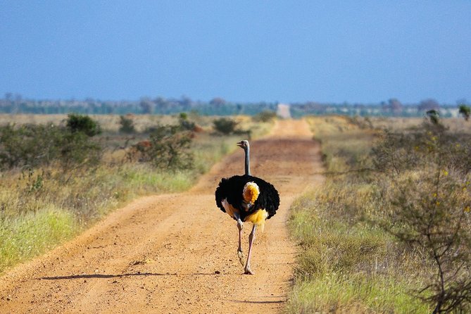 Nairobi National Park Game Drives - Wildlife Sightings and City Views