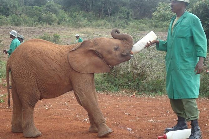 Nairobi National Park, Giraffe Center and Elephant Orphanage Day Tour From Nairobi - Tour Details