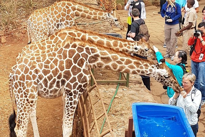 Nairobi National Park, Giraffe Center and Elephant Orphanage Day Tour From Nairobi - Frequently Asked Questions