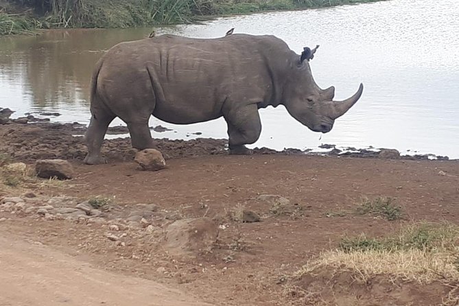 Nairobi National Park, Giraffe Center and Museum Day Tour - Pricing Information