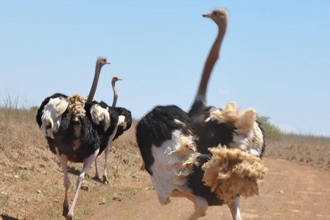 Nairobi National Park, Giraffe Center and Museum Day Tour - Customer Reviews