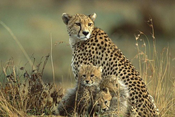 Nairobi National Park, Giraffe Center and Museum Day Tour - The Sum Up