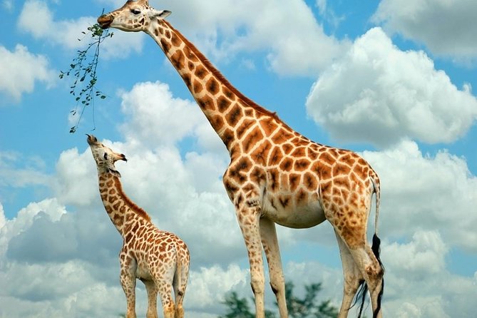 Nairobi National Park, Giraffe Center & Beads Factory Guided Day Tour - Good To Know