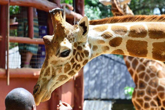 Nairobi National Park, Giraffe Center & Beads Factory Guided Day Tour - Tour Start Time
