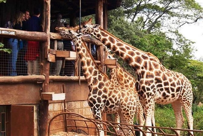 Nairobi National Park, Giraffe Center & National Museum Full Day Tour - Good To Know