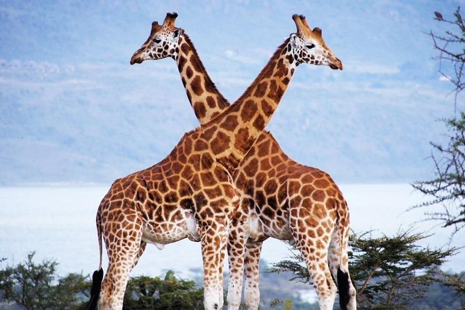 Nairobi National Park, Giraffe Center & National Museum Full Day Tour - Pickup Logistics