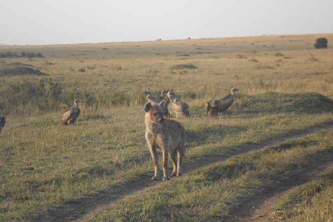 Nairobi National Park & Giraffe Centre 6.a.m-1p.m - Booking Policies