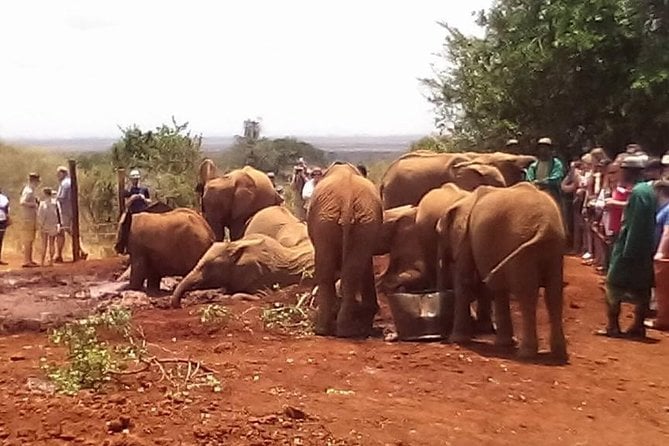 Nairobi National Park & Giraffe Centre 6.a.m-1p.m - Confirmation and Accessibility