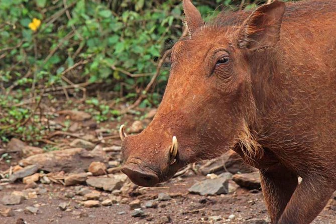 Nairobi National Park/ Giraffe Centre - Location and Details