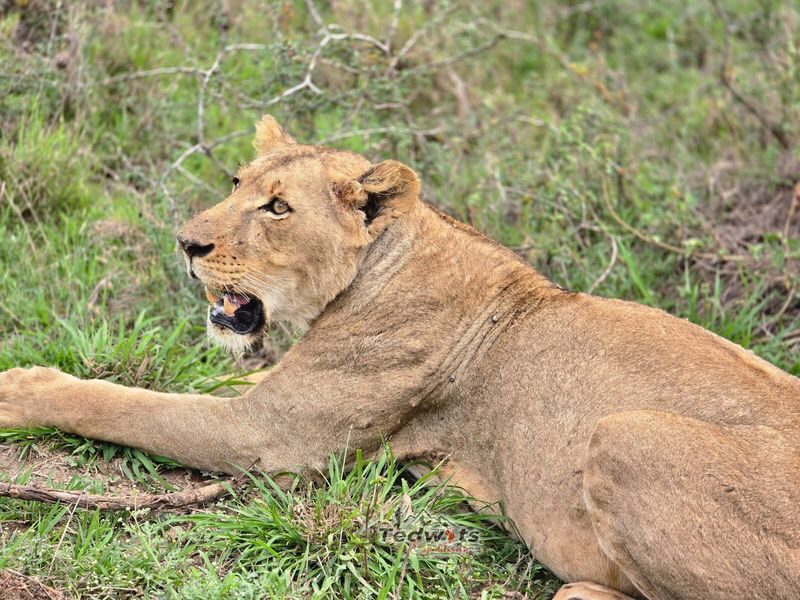 Nairobi National Park & Giraffe Centre Half-Day Tour with Elephant Feeding - Key points to know before you go