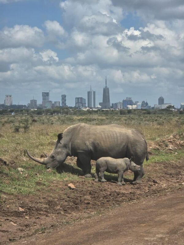 Nairobi National Park & Giraffe Centre Half-Day Tour with Elephant Feeding - A safari morning in Nairobi National Park