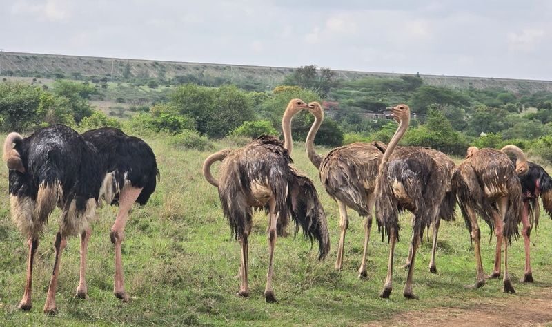 Nairobi National Park & Giraffe Centre Half-Day Tour with Elephant Feeding - Elephant feeding is part of the package, but check the details