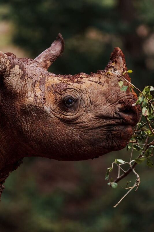 Nairobi National Park & Giraffe Centre Half-Day Tour with Elephant Feeding - Guides Teddy and Mike can add context