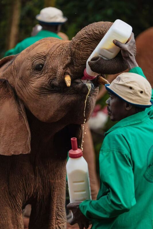 Nairobi National Park & Giraffe Centre Half-Day Tour with Elephant Feeding - Is a half-day enough?