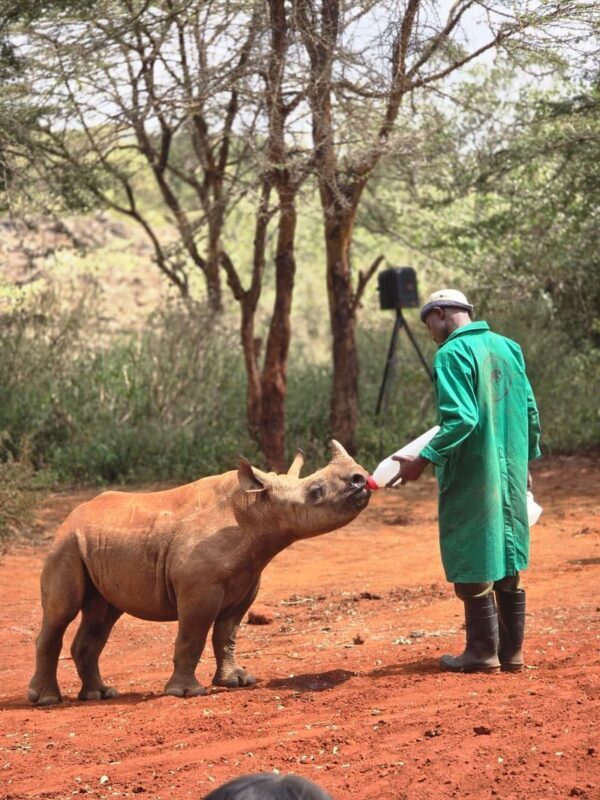 Nairobi National Park & Giraffe Centre Half-Day Tour with Elephant Feeding - What to confirm before booking