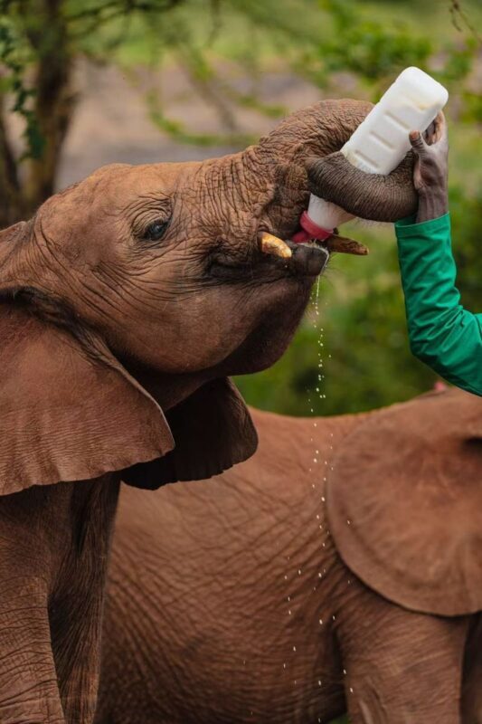 Nairobi National Park & Giraffe Centre Half-Day Tour with Elephant Feeding - Who should book this tour?
