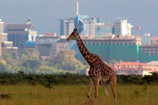 Nairobi National Park Group Shared Tour - Meeting Point Details