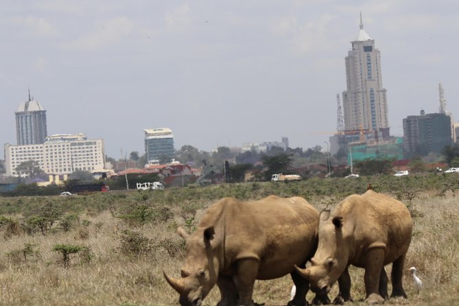 Nairobi National Park Guided Tour - Tour Highlights