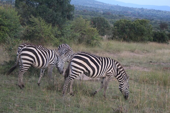 Nairobi National Park Half Day - Safari Drive Experience and Photography