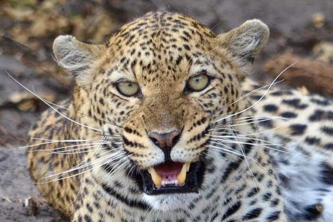 Nairobi National Park Half Day Tour - What To Expect