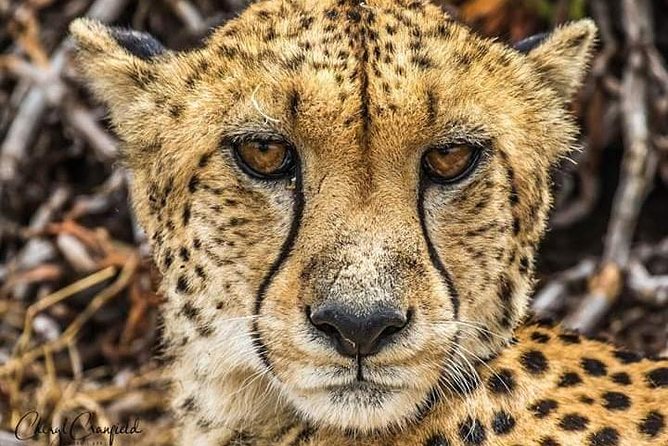 Nairobi National Park Half Day Tour - Cancellation Policy