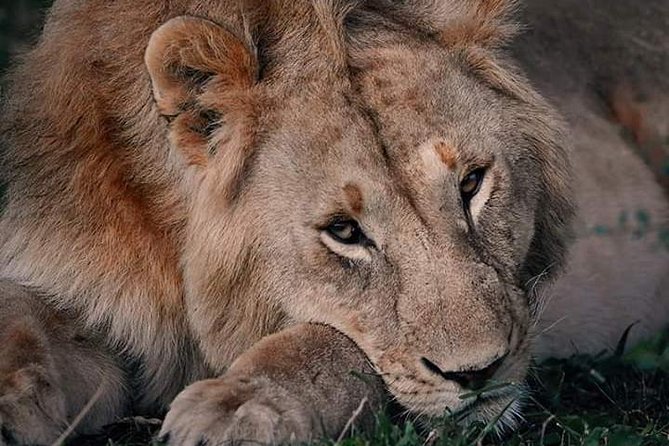 Nairobi National Park Half Day Tour - Price and Availability