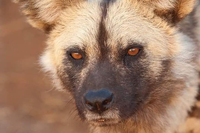 Nairobi National Park Half Day Tour - Reviews