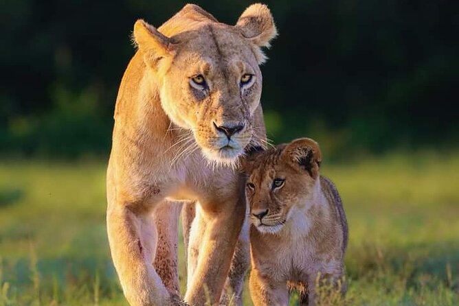 Nairobi National Park Half Day Tour - The Sum Up