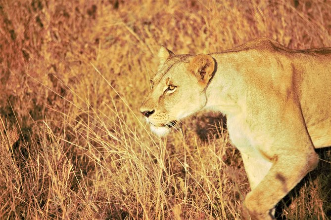 Nairobi National Park Half Day Tour - Tour Details