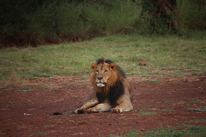 Nairobi National Park Half Day Tour - What To Expect