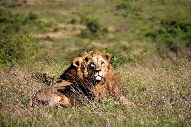 Nairobi National Park Half Day Tour - Pricing