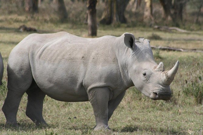 Nairobi National Park Half Day Tour From Nairobi - Reviews