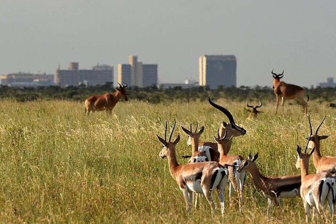 Nairobi National Park, Karen Blixen, Beads Center and Bomas - Additional Tour Insights
