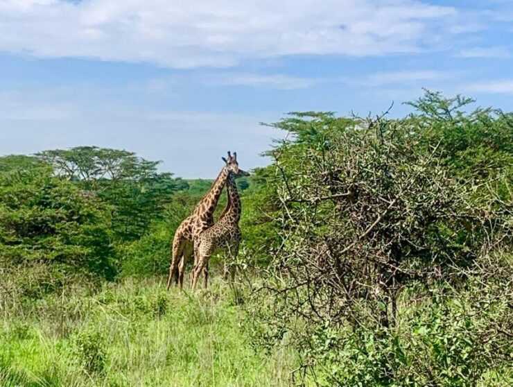 Nairobi National Park Morning or Evening Game Drive - Highlights