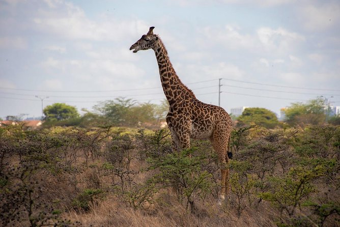 Nairobi National Park Private Safaris for Lay-Overs - Inclusions and Pickup Points