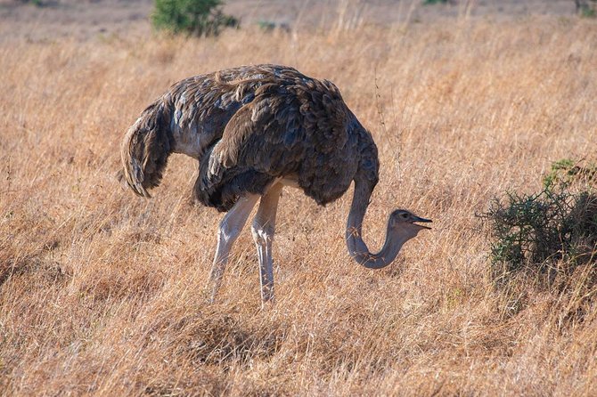 Nairobi National Park Private Safaris for Lay-Overs - Operating Details by Wasili Kenya Safaris