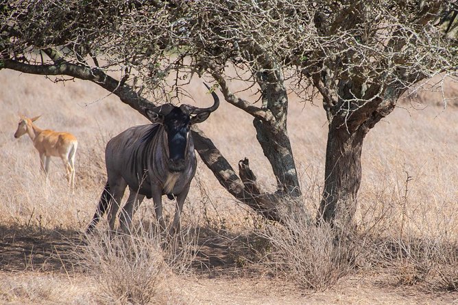 Nairobi National Park Private Safaris for Lay-Overs - Pricing and Booking Information