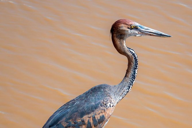 Nairobi National Park Private Safaris for Lay-Overs - Accessibility and Participation Details