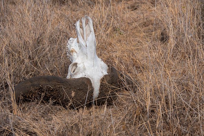 Nairobi National Park Private Safaris for Lay-Overs - Additional Tips for Travelers