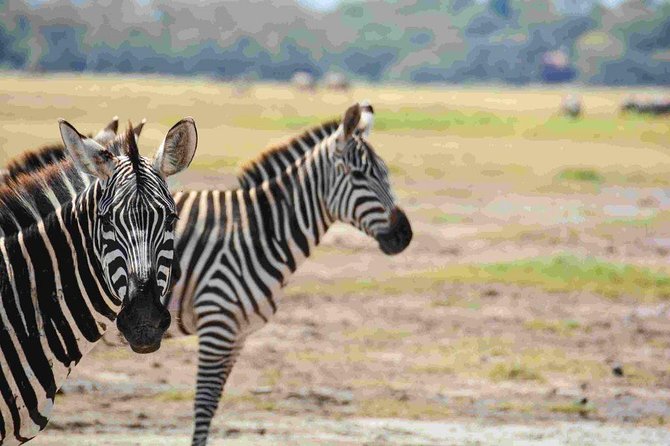 Nairobi National Park Safari - Tour Details