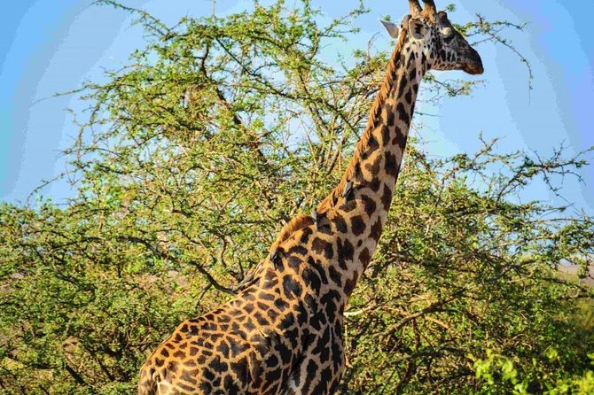 Nairobi National Park Safari - Pricing Information